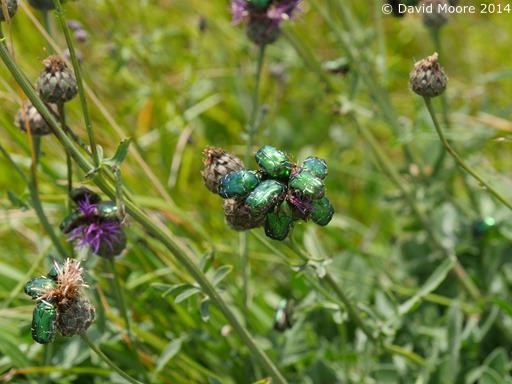 Rose Chafer Gathering