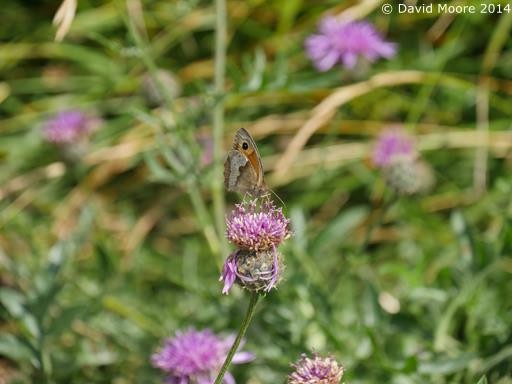 Gatekeeper Butterfly