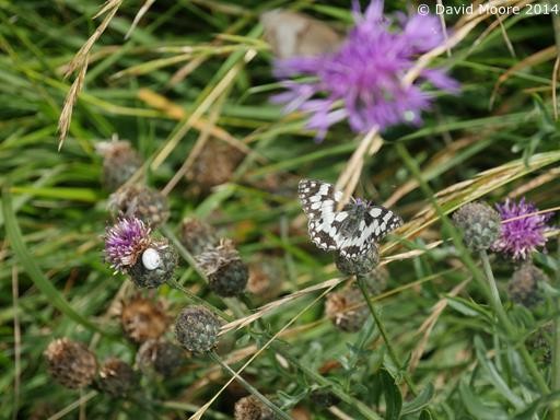 Marbled White Butterfly