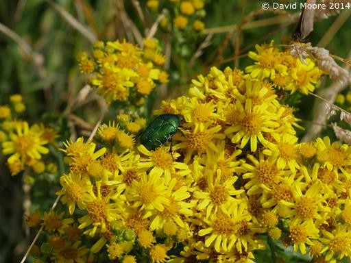 Rose Chafer